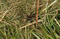 Dolomedes_fimbriatus_D5121_Z_90_Canal du Nivernais_Frankrijk